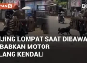 VIDEO: Detik-detik Anjing Lompat Saat Dibawa, Sebabkan Motor Hilang Kendali di Pekalongan