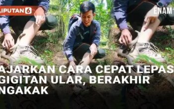 VIDEO: Pria Ini Ajarkan Cara Cepat Melepas Gigitan Ular, Berakhir Ngakak