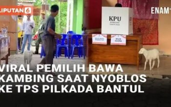 VIDEO: Viral Pemilih Bawa Kambing Saat Nyoblos ke TPS Pilkada Bantul