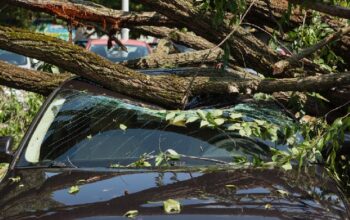 Dua Mobil Ringsek Tertimpa Pohon Tumbang di Malang, Dua Orang Tewas