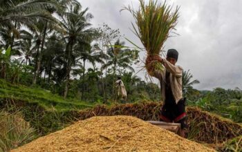 Ketahui Mata Pencaharian Dataran Rendah yang Berbeda dengan Dataran Tinggi