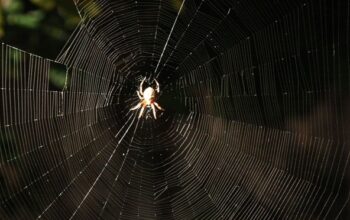 Mengenal Arachnophobia, Ketakutan Berlebihan terhadap Laba-Laba