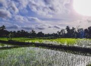 Pemerintahan Prabowo Bakal Cetak Sawah 500 Ribu Hektare di Kalimantan Selatan