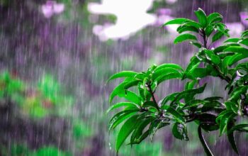 Manfaat Mencium Petrichor, Aroma Khas saat Hujan Mengguyur Tanah