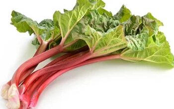 Mengenal Rhubarb, Sayuran Asam yang Kaya Nutrisi