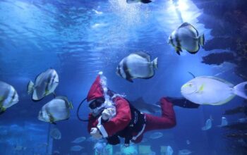 Aksi Sinterklas Menyelam Hibur Pengunjung di Akuarium Tropicarium