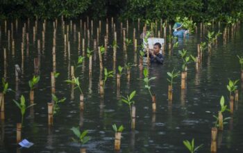 Sebanyak 1000 Mangrove Ditanam di Wisata Alam Mangrove Angke Kapuk,