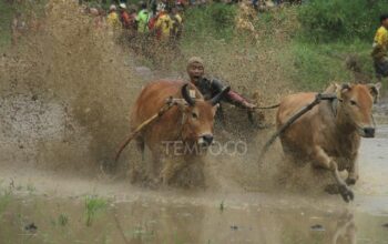 Kemeriahan Pacu Jawi yang Menarik Wisatawan