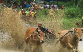 Melihat Pacu Jawi yang Masuk Dalam Event Festival Pesona Minangkabau di Tanah Datar