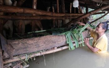 Lima Kecamatan Jombang Terendam Banjir Akibat Luapan Sungai Avour Watudakon dan Rejoagung 2