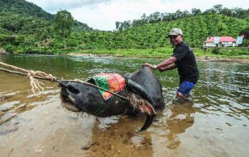 Ritual Penyembelihan Kerbau Menjelang Tradisi Sema Antau Sema Nagori